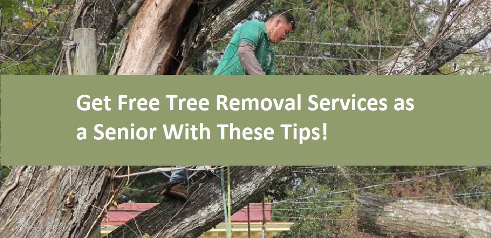 Get Free Tree Removal Services as a Senior With These Tips!