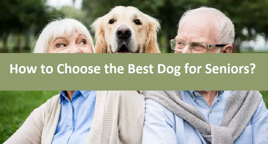 How to Choose the Best Dog for Seniors?